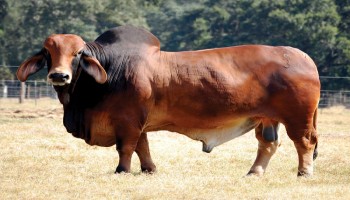 শিংবিহীন ষাঁড়ের জাত উদ্ভাবন
