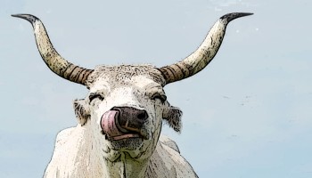 গরু নাকি গোরু: সমসাময়িক (গো+এষণা) গবেষণা